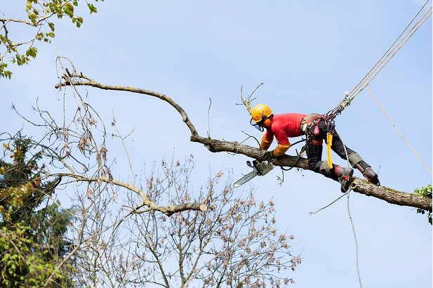 Tree Removal Seattle