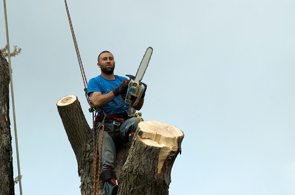 Seattle Tree Service