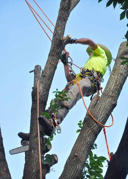 Seattle Tree Trimming