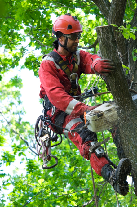 City Tree Service Seattle